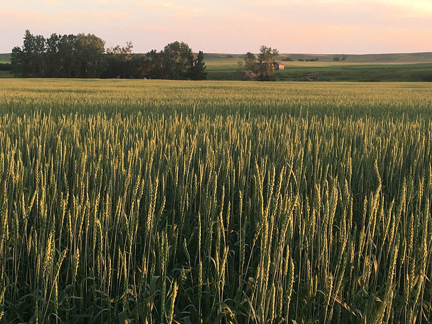 Remoué Family Farms