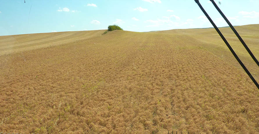 Remoué Family Farms