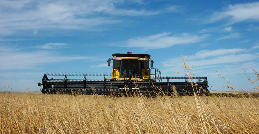 Remoué Family Farms